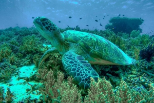 Gili Trawangan: Båttur og snorkling ved solnedgang på Gili-øyene