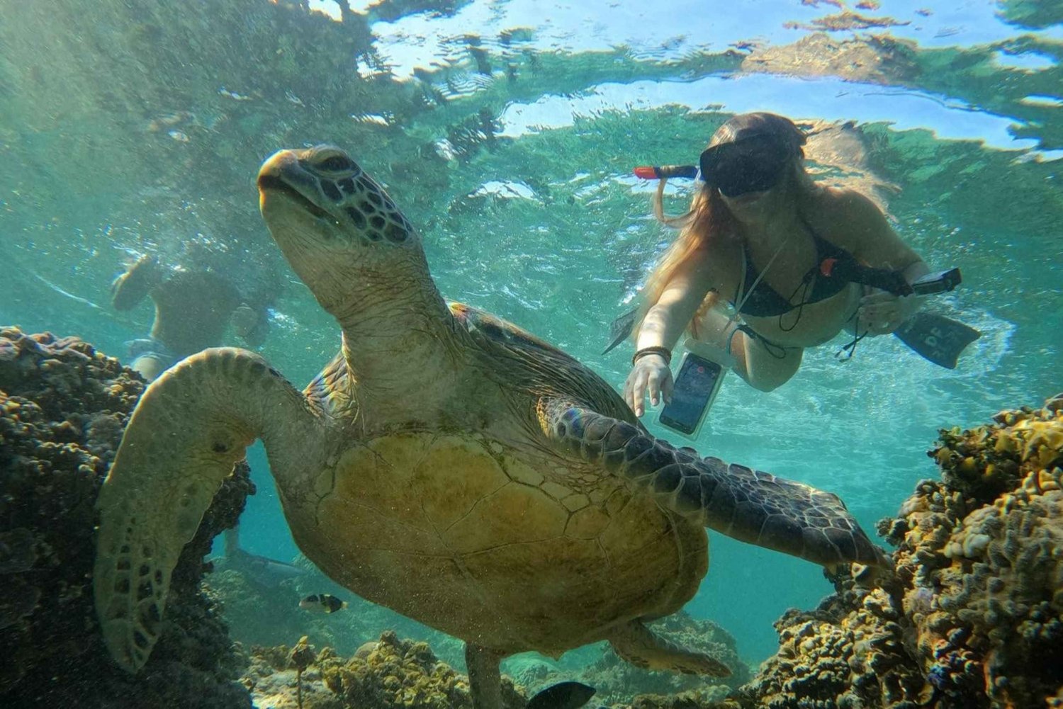 Gili Trawangan Gruppe/offentlig snorkling 3 Gili's Island