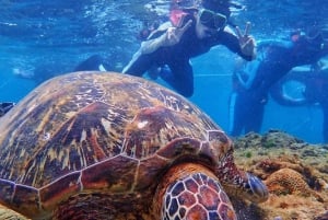 Gili Trawangan Grupo/Público Snorkeling 3 Gili's Island