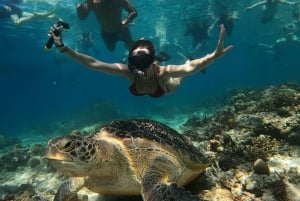 Gili Trawangan Gruppe/offentlig snorkling 3 Gili's Island