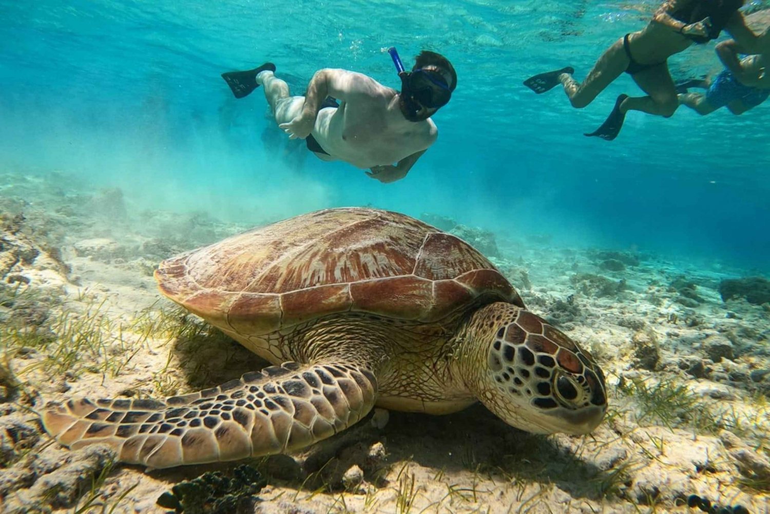 Gili Trawangan : Ryhmä/julkinen snorklauskierros 3 Gili Island -saari