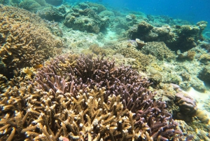 Gili Trawangan : Excursion de plongée en apnée en groupe/public 3 Gili Island