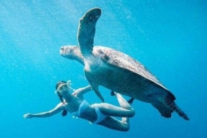 Gili øy Tour : Gruppe / del Snorkling 3 Gili øy