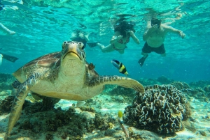 Gili saari Tour : Ryhmä/jako Snorklaaminen 3 Gili saari