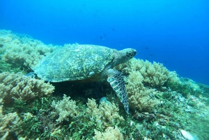 Visite de l'île de Gili : Groupe/partage Snorkeling 3 Gili island