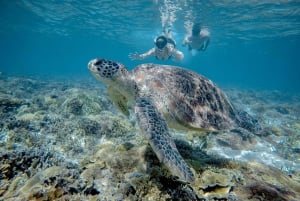 Gili Trawangan : Puoli päivää snorklausta kilpikonnapatsaan ja kilpikonnan kanssa