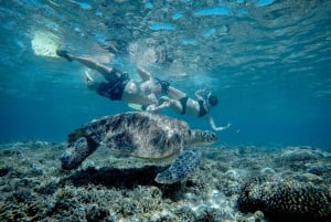 Gili Trawangan : Medio día de snorkel con tortuga y estatua