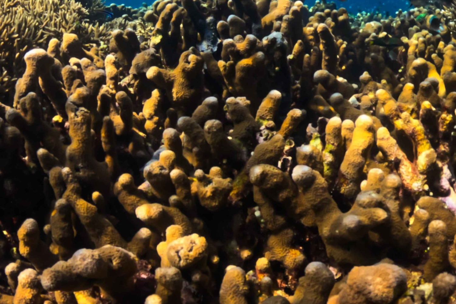 Gili Trawangan : Privat & Gemeinsam Schnorcheln Tour 3 Gili