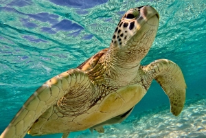 Гили-Траванган: сноркелинг на закате (частная или небольшая группа)