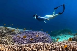 Gili Trawangan : Plongée privée avec masque et tuba sur 4 sites avec Gopro