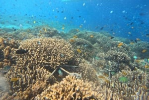 Gili-Inseln: Privates Schnorcheln an 4 Orten mit Schildkröten und GoPro