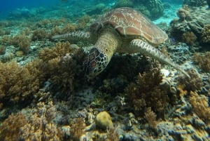 Gili Trawangan: Privates Schnorcheln (Korallen, Statuen, Schildkröten)