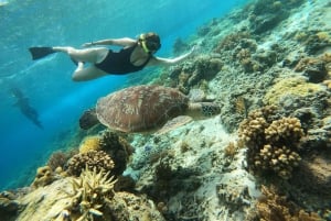 Gili Trawangan: Privates Schnorcheln (Korallen, Statuen, Schildkröten)