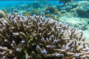 Gili Trawangan: Snorkling og solnedgangstur i gruppe + GOPRO-fotografering