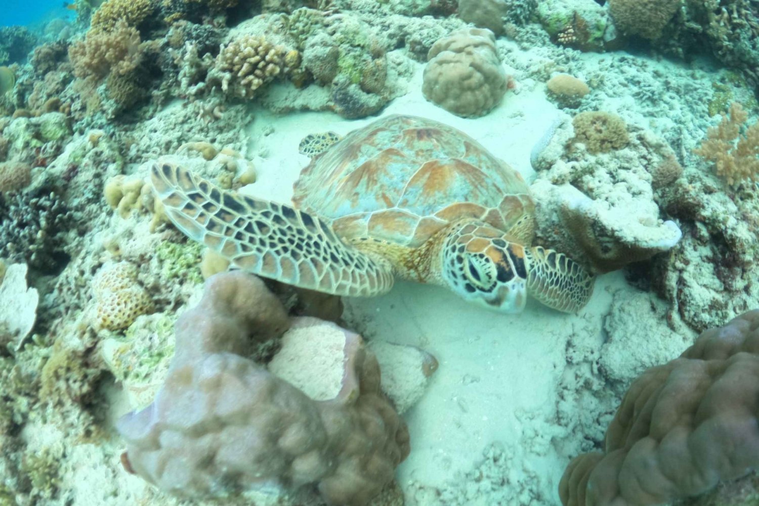 Gili Trawangan : Snorkeling Swimming with Turtle & Statue