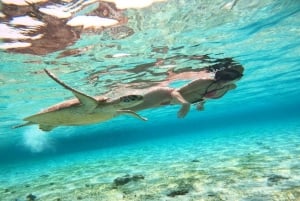 Gili Trawangan : Snorkel Nadando con Tortuga y Estatua