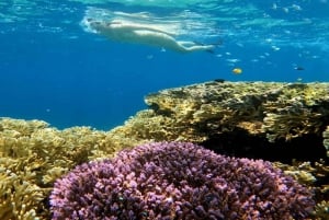 Gili Trawangan: mergulho com snorkel, natação com tartaruga e estátua