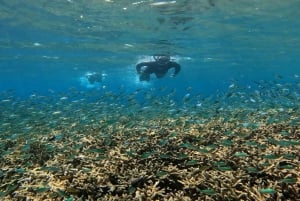 Gili Trawangan: mergulho com snorkel, natação com tartaruga e estátua