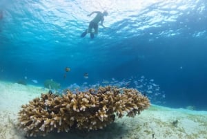 Gili Trawangan : Snorklaus uinti kilpikonnan ja patsaan kanssa