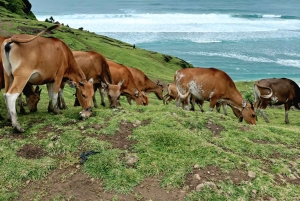 Grønne trætoppe og krystalvandfald – naturvandring ved Benang Stokel