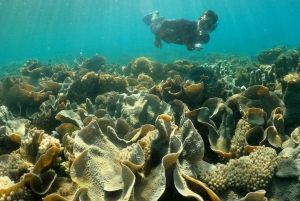 Excursion quotidienne de plongée en apnée sur les îles cachées de Gili's Lombok