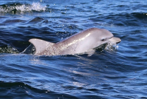 Jervis Bay: 1.5-Hour Dolphin Cruise