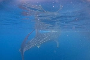 Excursión de 4 días por las islas Komodo: de Lombok a Flores