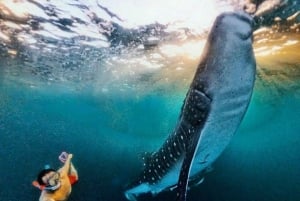 Labuan Bajo: 4-Tage-Komodo-Schwimmen mit Hai und Komodo