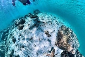 Labuan Bajo : 4 jours de baignade à Komodo avec les requins et Komodo