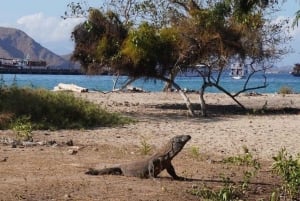 Labuan Bajo: 4-dagars Komodo simma med medan Sharke och Komodo