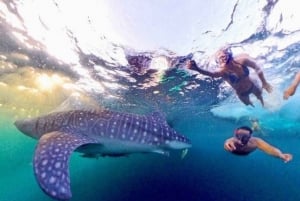 ラブアン・バジョ：サメとコモドと一緒に泳ぐ4日間のコモド島