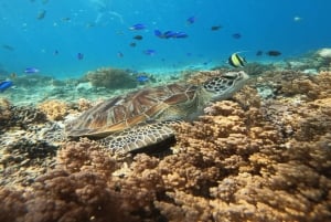 Lombok : plongée et patrimoine traditionnel aux îles Gili