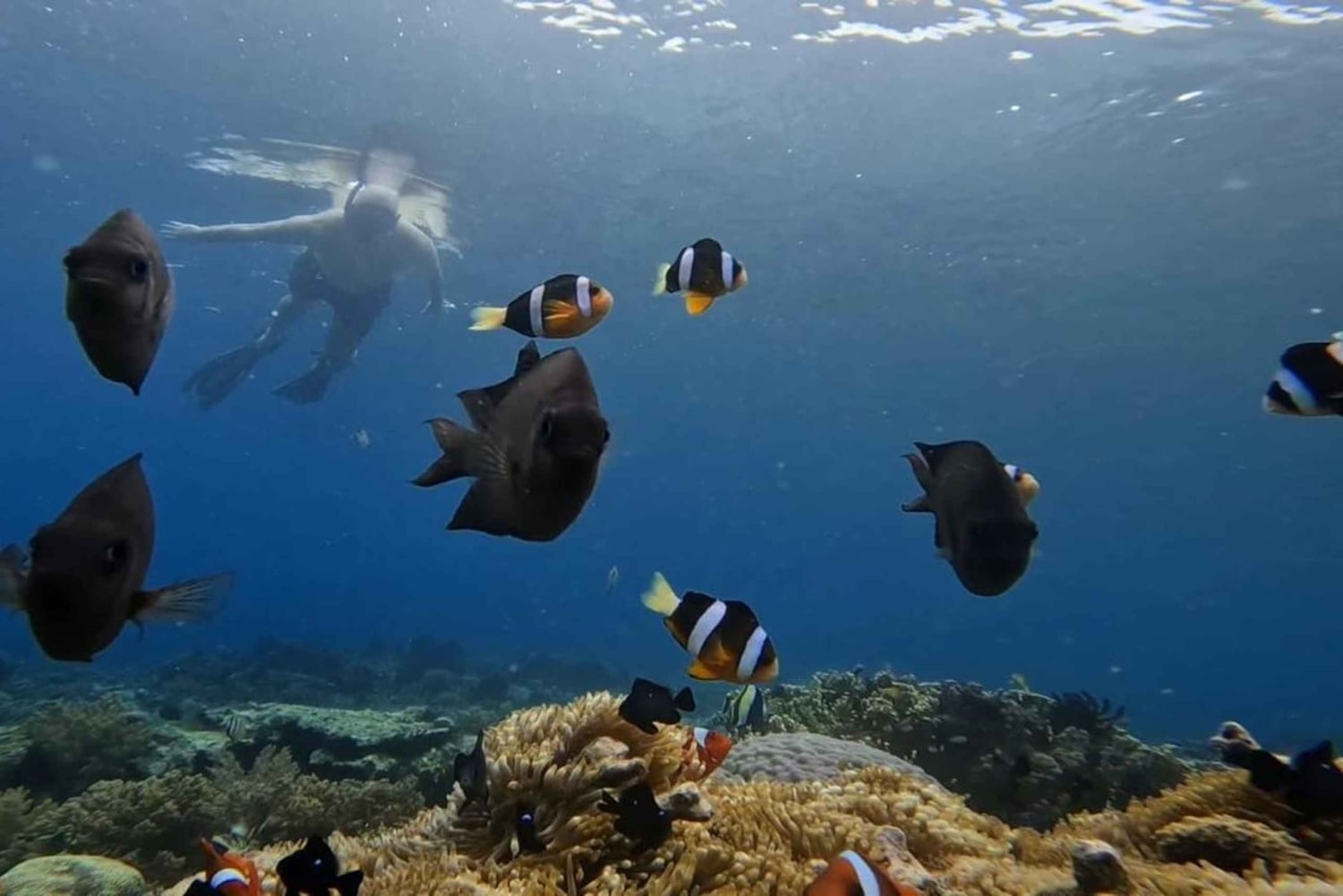 Lombok: 5 Gili Islands Snorkeling Tour With Go Pro & Lunch