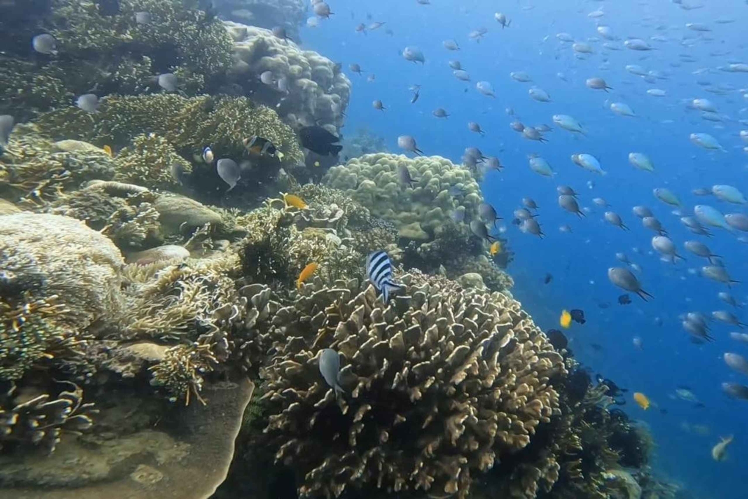 Lombok: 5 Gili Islands Snorkeling Tour With Go Pro & Lunch