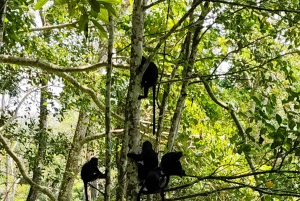 lombok : black monkey , rice terace ,waterfall tetebatu