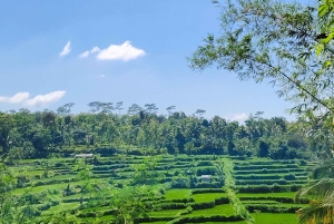 lombok : black monkey , rice terace ,waterfall tetebatu