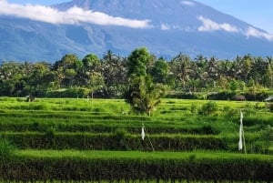 lombok : black monkey , rice terace ,waterfall tetebatu