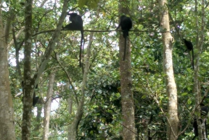 Visite à pied de Tetebatu : rizière, cascade, forêt des singes.