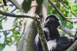 Passeio a pé em Tetebatu: arrozal, cachoeira, floresta de macacos.