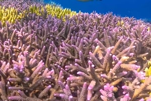 ロンボク島:数日間の旅で隠れた宝石を発見