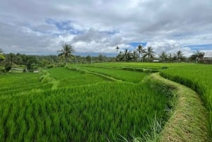 Lombok: Exclusive 4 Waterfalls, Rice Field & Beach