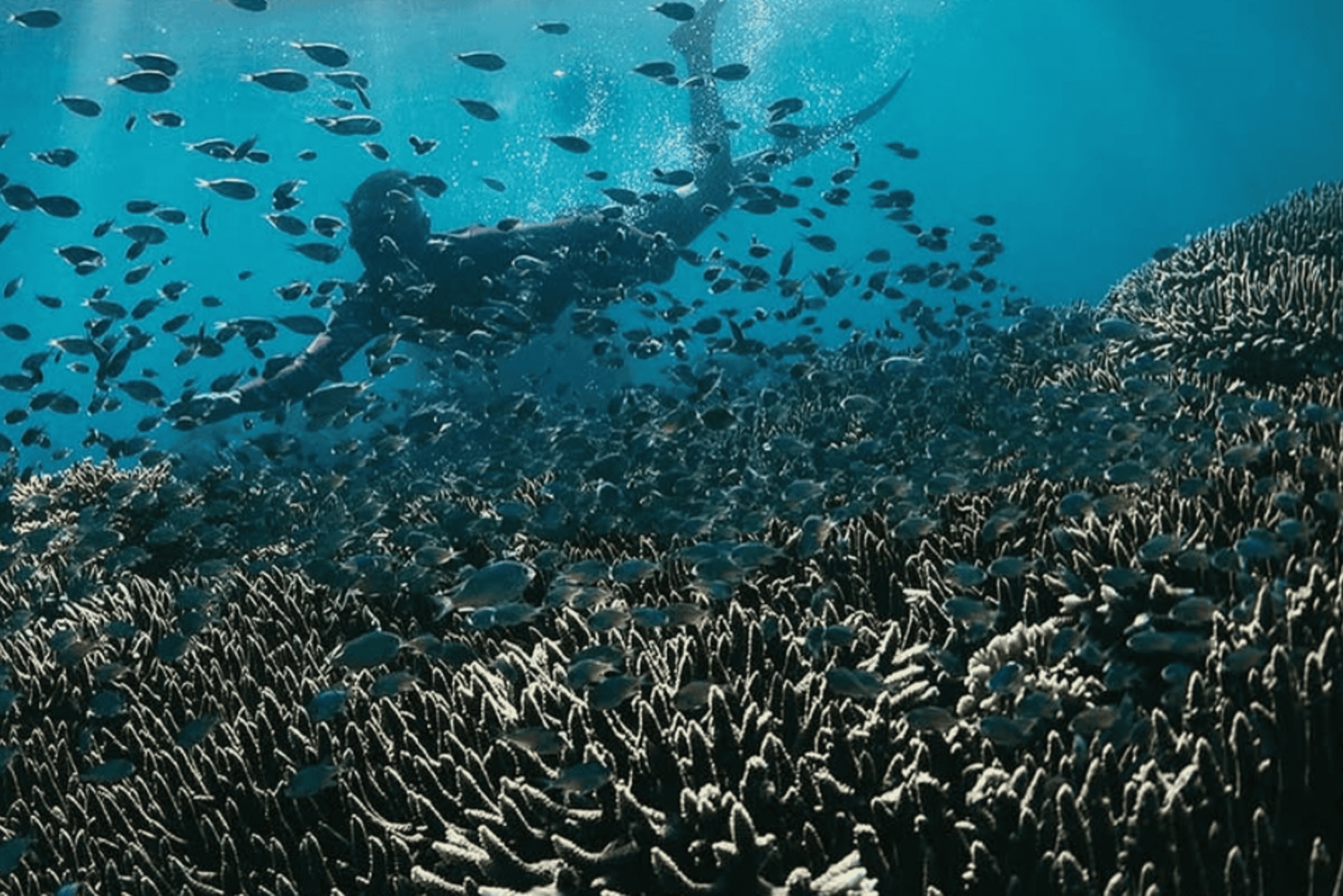 Lombok: eksklusiv snorkling og øhop ved de syv Gili-øer
