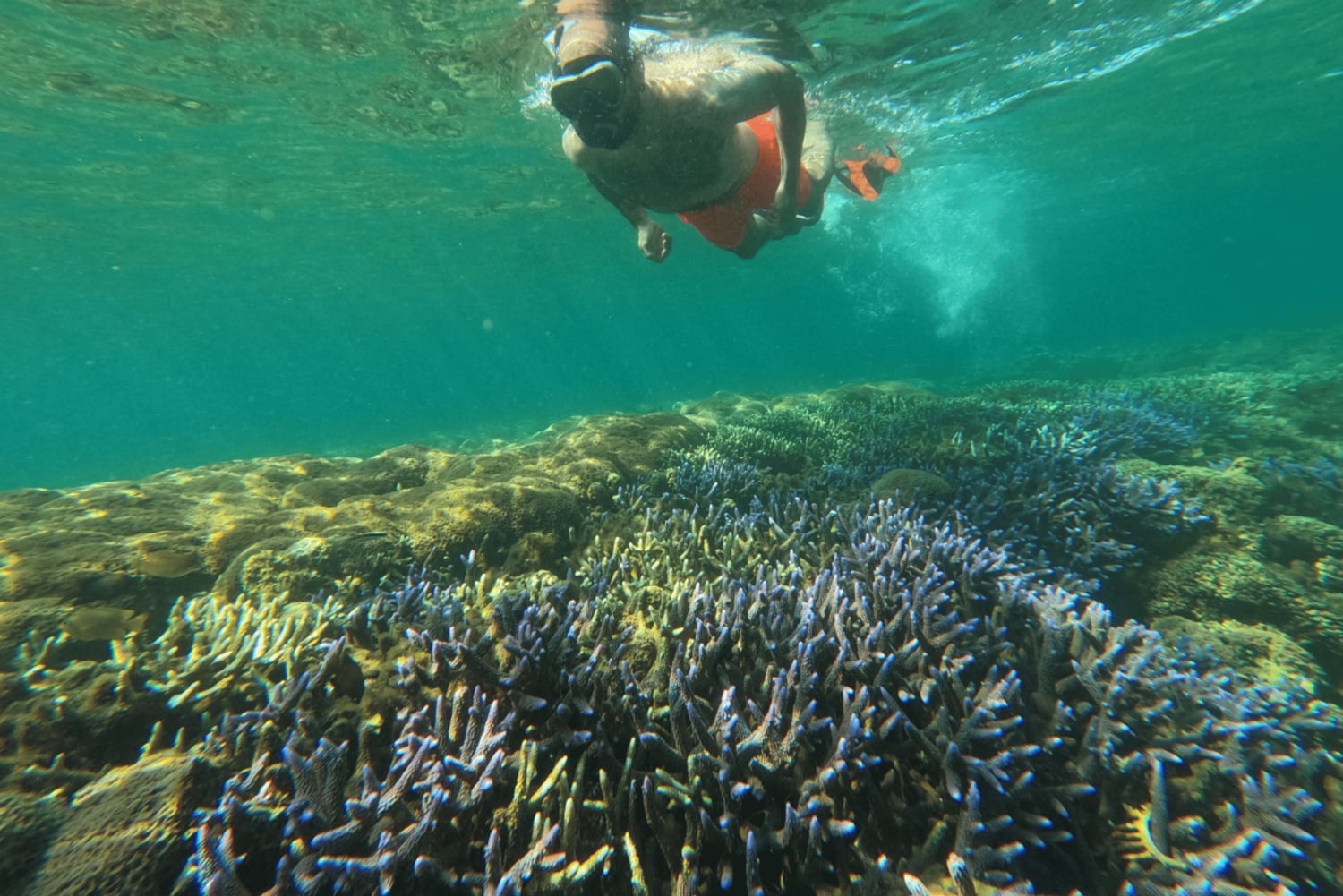 Lombok: eksklusiv snorkling og øhop ved de syv Gili-øer