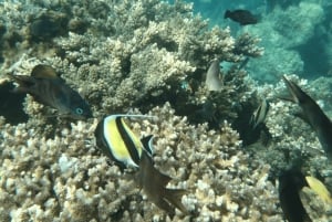 Lombok: eksklusiv snorkling og øhop ved de syv Gili-øer