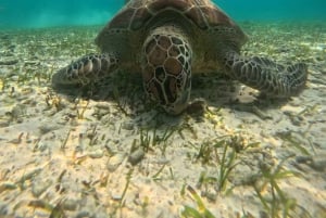 ロンボク島ギリ島シュノーケリング付きグラスボトムボートツアー