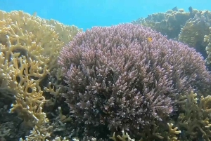 Lombok: Rondvaart Gili Nanggu, Kedis en Sudak Eilanden