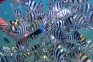 Lombok: Excursão de snorkeling em Gili Nanggu, Sudak e Kedis