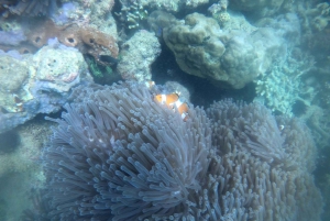 Lombok: Excursão de snorkeling em Gili Nanggu, Sudak e Kedis