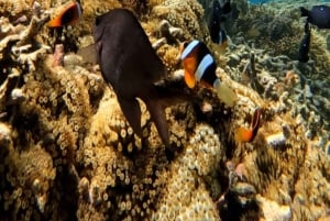 Lombok: Gili Rengit, Gili Gede og Gili Layar Island Tour