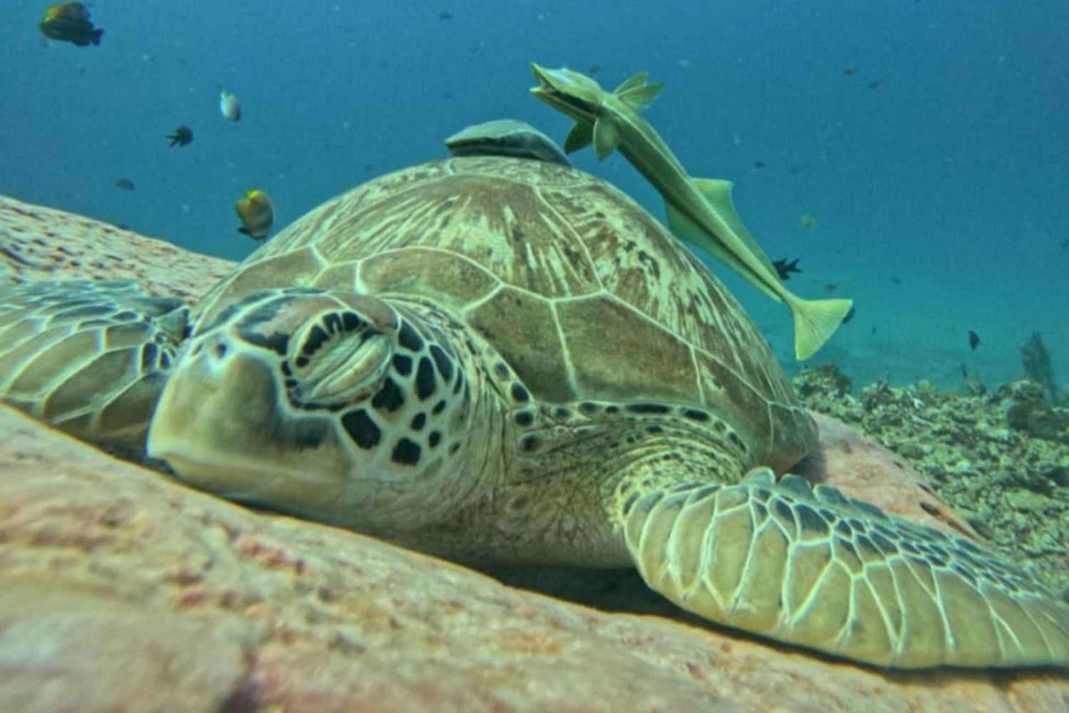 Lombok : Gili Snorkeling Trip and Horse Ride